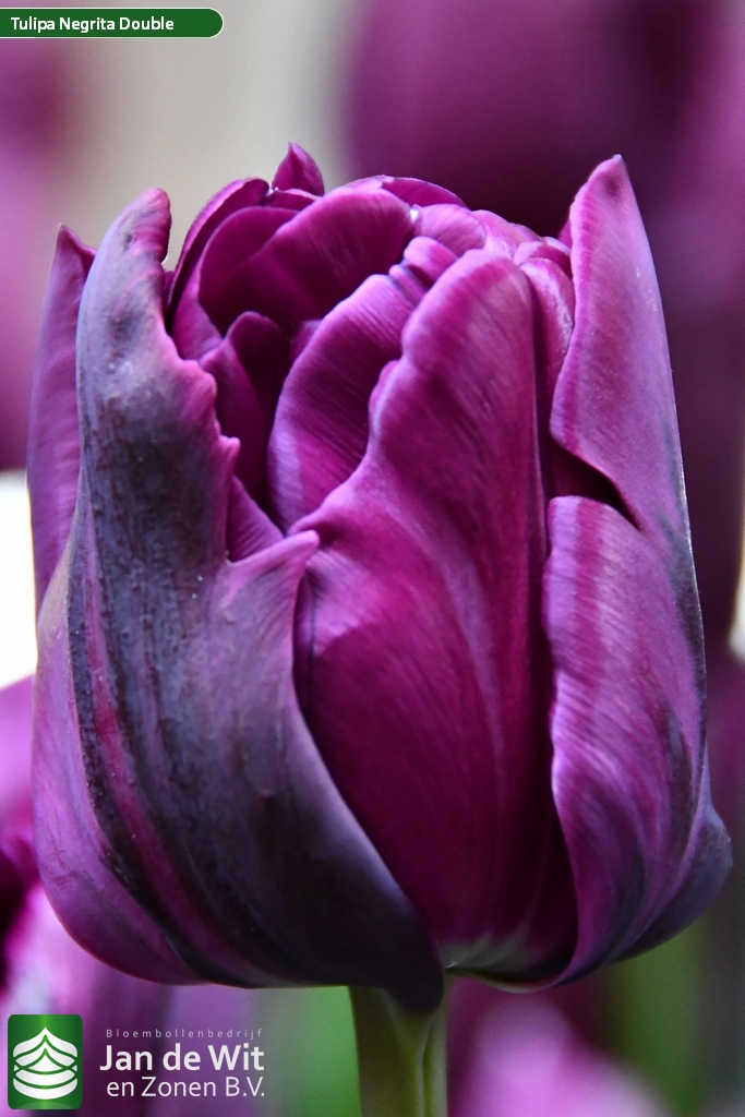 Negrita Double ® | Tulip | Jan de Wit en Zonen B.V.
